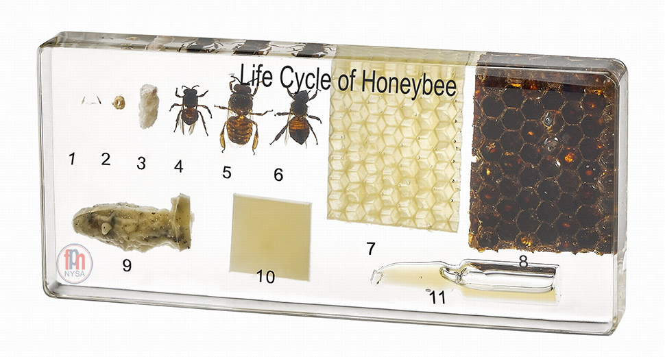 Cykl Zycia Pszczoly Miodnej I Produkty Pszczele 11 Okazow Zatopionych W Tworzywie