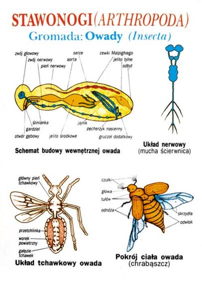 Zoologia dla szkoły podstawowej część I - Komórka, tkanki, bezkręgowce ...