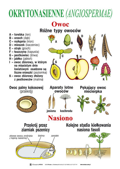 Botanika dla szkoły podstawowej część II- Organowce -20 plansz (50x70cm