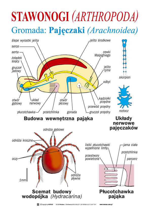Zoologia dla szkoły podstawowej część I - Komórka, tkanki, bezkręgowce ...