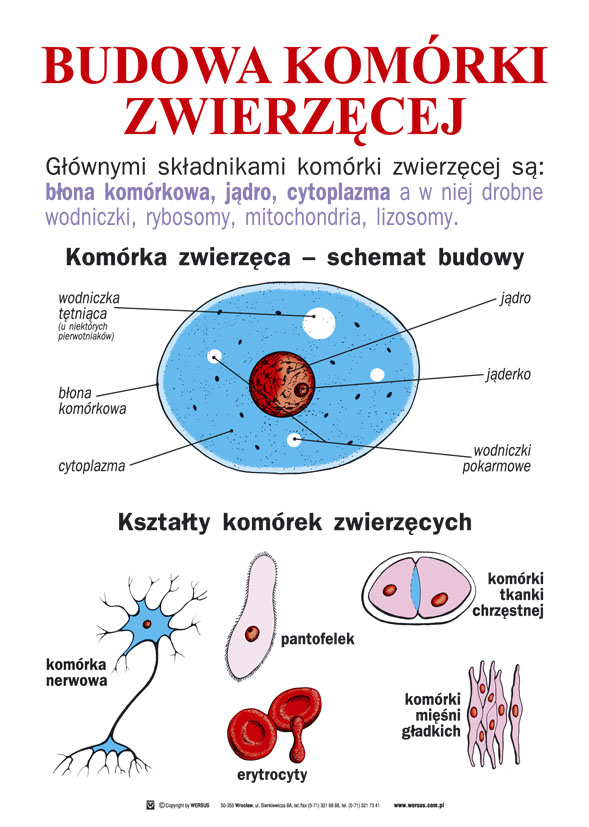 Zoologia dla szkoły podstawowej część I - Komórka, tkanki, bezkręgowce ...